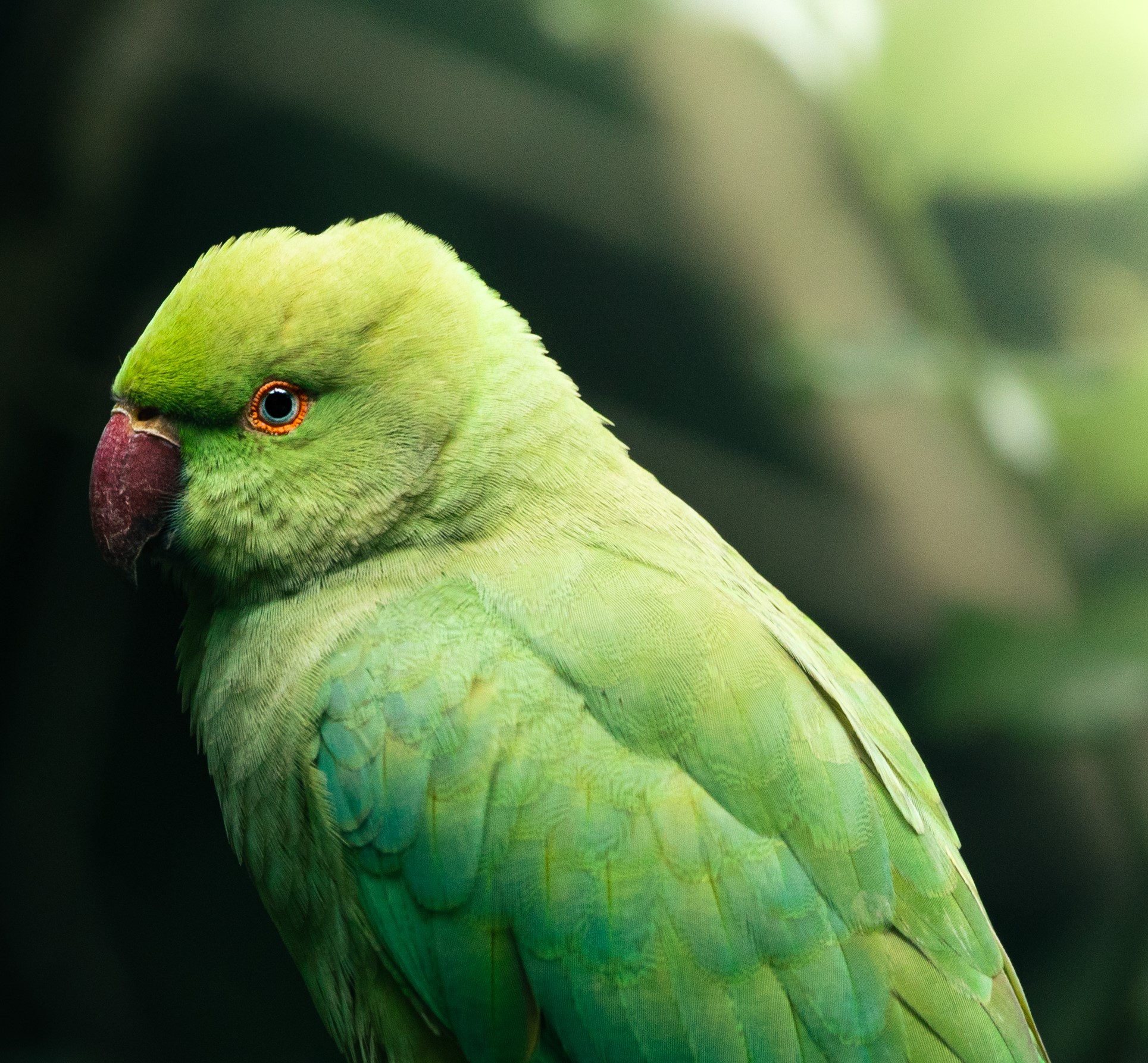 Entrada general con Aviario y Jardín Botánico — Parque Tricao